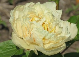 20160717 southern peony hybridizer interview don hollingsworth early canary bloom